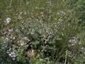 Biebersteinia multifida De